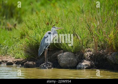 Graureiher (Ardea cinerea) auf einem Felsen am Rande des Wassers thront, Parc Naturel Regional de Camargue; Camargue, Frankreich Stockfoto