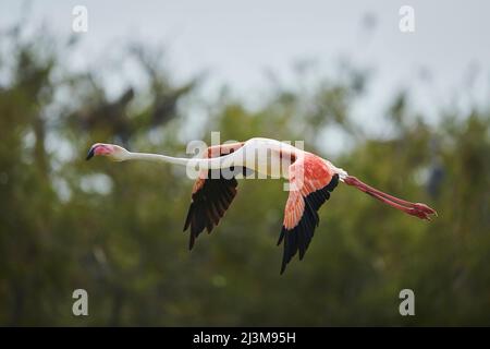 Großer Flamingo (Phoenicopterus roseus) im Flug mit Bäumen im Hintergrund, Parc Naturel Regional de Camargue; Camargue, Frankreich Stockfoto