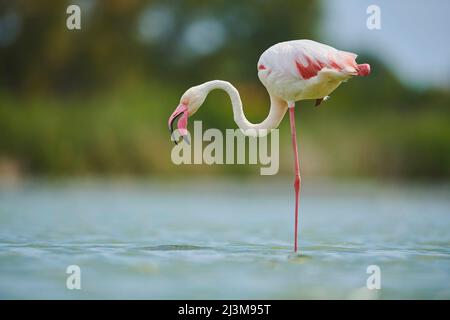 Großer Flamingo (Phoenicopterus roseus) auf einem Bein im Wasser stehend, Parc Naturel Regional de Camargue; Camargue, Frankreich Stockfoto