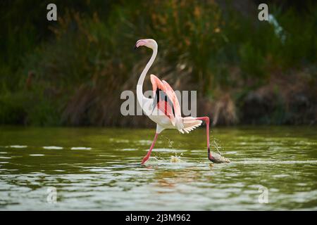 Großer Flamingo (Phoenicopterus roseus) läuft und hält seine großen Flügel im Wasser, Parc Naturel Regional de Camargue; Camargue, Frankreich Stockfoto