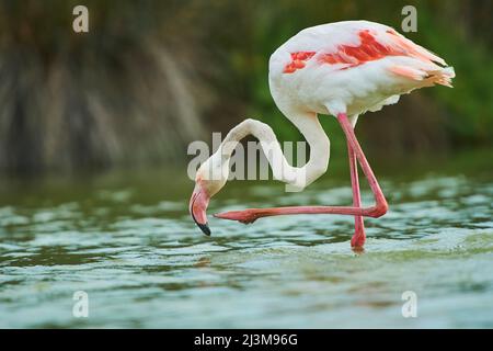 Großer Flamingo (Phoenicopterus roseus) auf einem Bein im Wasser stehend, Parc Naturel Regional de Camargue; Camargue, Frankreich Stockfoto