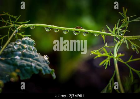 Eine Ameise, die in einem Garten eine Rebe überquert, in der Wassertropfen von der Rebe herabhängen; Calgary, Alberta, Kanada Stockfoto