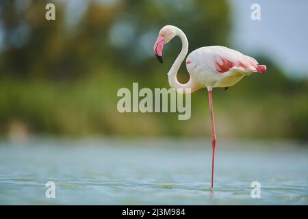 Großer Flamingo (Phoenicopterus roseus) auf einem Bein im Wasser stehend, Parc Naturel Regional de Camargue; Camargue, Frankreich Stockfoto