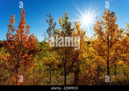 Farbenfrohe Herbstbäume, die mit einem Sonneneinbruch und einem blauen Himmel im Hintergrund leuchten; Calgary, Alberta, Kanada Stockfoto