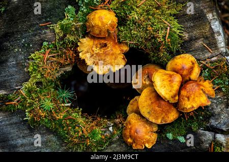 Nahaufnahme von Pilzen, die aus einem Baumstumpf mit Moosen wachsen, Banff National Park; Lake Louise, Alberta, Kanada Stockfoto
