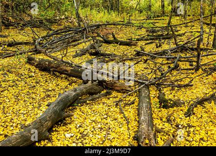 Im Herbst verbrannte Baumstämme und Zweige auf dem mit Blättern bedeckten Waldboden; Calgary, Alberta, Kanada Stockfoto