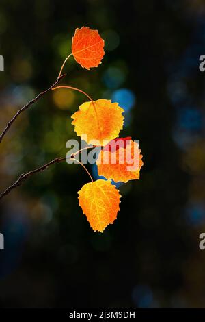 Nahaufnahme einer Reihe von bunten Blättern, die an einem Zweig hängen; Calgary, Alberta, Kanada Stockfoto