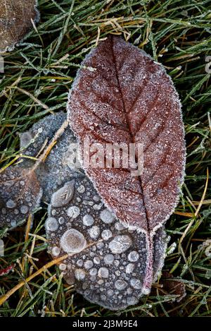 Nahaufnahme von mattierten Blättern auf dem Gras mit gefrorenen Wassertropfen; Calgary, Alberta, Kanada Stockfoto