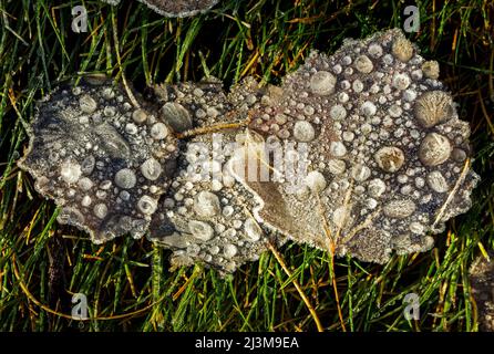 Nahaufnahme von mattierten Blättern auf dem Gras mit gefrorenen Wassertropfen; Calgary, Alberta, Kanada Stockfoto