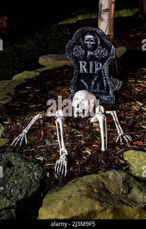 Skelett halloween Dekoration halb im Boden mit RIP Grabstein begraben; Calgary, Alberta, Kanada Stockfoto