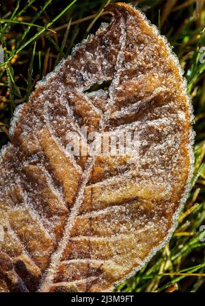 Nahaufnahme von Milchblättern auf dem Gras mit gefrorenen Wassertropfen; Calgary, Alberta, Kanada Stockfoto