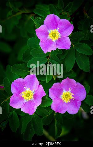 Nahaufnahme einer wilden Rose (Rosa acicularis) auf einem Busch; Calgary, Alberta, Kanada Stockfoto