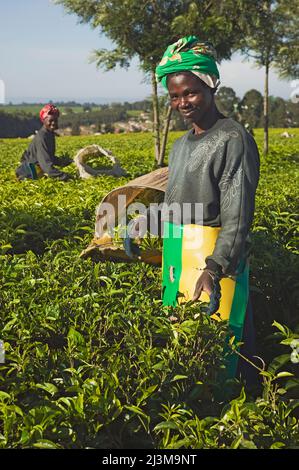 Teepflücken im Hochland in der Nähe von Kericho, West-Kenia; Kenia Stockfoto