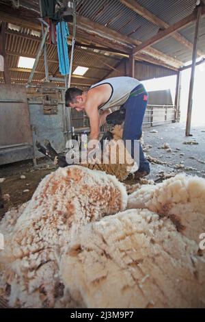 Schafscheren im Frühjahr, höhere Humber Farm zwischen Bishopsteignton und Teignmouth; Devon, England Stockfoto