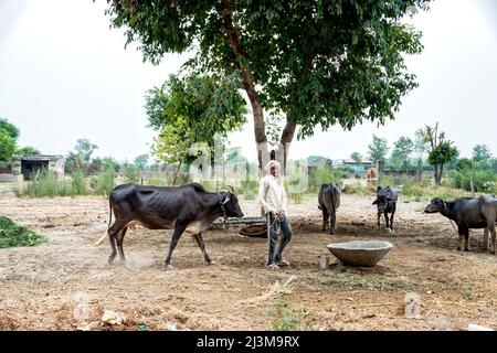 Mann mit Rindern auf einer Farm in Indien; Nagli Village Noida, Uttar Pradesh, Indien Stockfoto