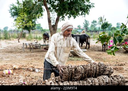 Mann mit einer Ladung getrockneter Dungpasteten auf einer Farm in Indien; Nagli Village Noida, Uttar Pradesh, Indien Stockfoto