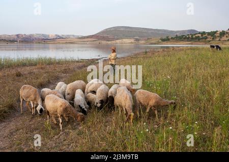 In den ländlichen Außenbezirken von Fez blickt ein junger Schafhirte auf die unberührte Natur und den Lake Sade Sidi Echahade; Fez, Marokko Stockfoto