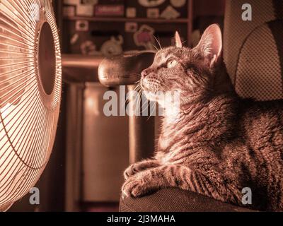 Die Katze hält sich im Winter durch eine Heizung warm Stockfoto