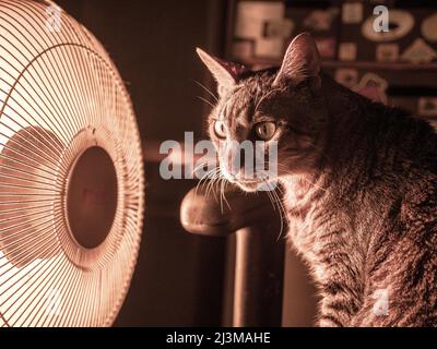 Die Katze hält sich im Winter durch eine Heizung warm Stockfoto