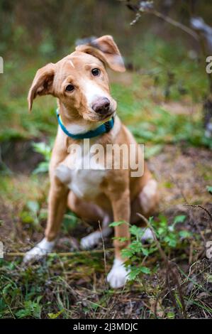 Jack Russell auf einem Spaziergang im Herbst Park Stockfoto