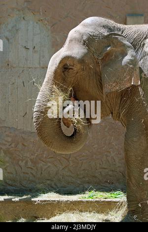 Asiatischer Elefant (Elephas maximus), Bioparco, Rom, Latium, Italien Stockfoto