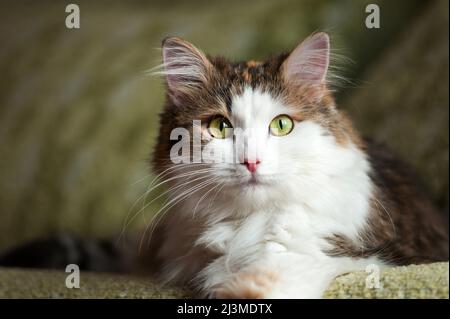 Flauschige, rote Katze, die im hellen Sonnenlicht ruht Stockfoto