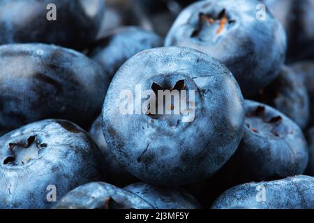 Blaubeeren Hintergrund. Nahaufnahme der Makroaufnahme mit reifen Blaubeeren Stockfoto