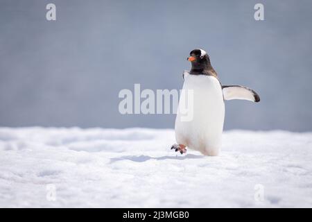 Gentoo-Pinguin übersteht fast das Gleichgewicht beim Überqueren von sonnenbeschienenen Schnee Stockfoto