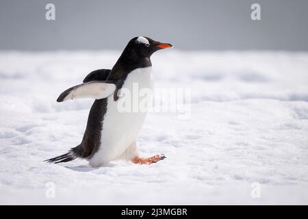 Gentoo Pinguin hält Flossen aus, die Schnee überqueren Stockfoto