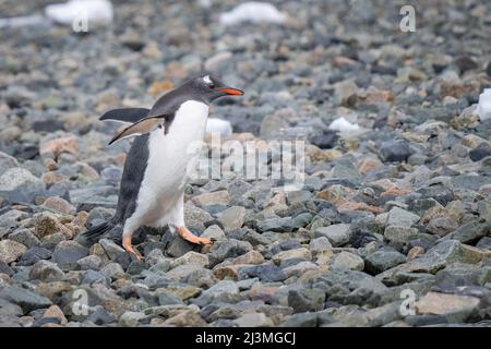 Gentoo Pinguin überquert Kiesstrand bei Sonnenschein Stockfoto