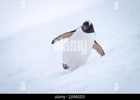 Gentoo-Pinguin überquert verschneiten Hang in Richtung Kamera Stockfoto