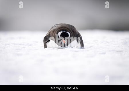 Gentoo Pinguin liegt auf schneebedeckten Kamera Stockfoto