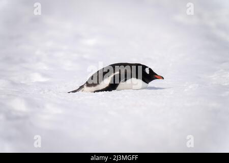 Gentoo Pinguin liegt auf Schnee in Sonnenschein Stockfoto