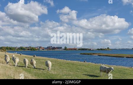 Lemkenhafen, Fehmarn, ostsee, Schleswig-Holstein, Deutschland Stockfoto