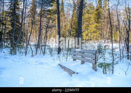 Eine Holzbank, halb im Schnee vergraben, auf einem Wanderweg in einem Tannenwald an einem sonnigen Wintertag. Stockfoto