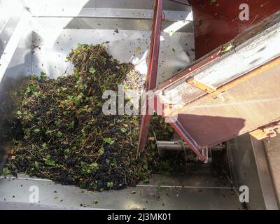 Europa, Frankreich, Vaucluse, Provence, Goult, Côtes du Ventoux' und Côtes du Luberon. Cave de Lumières Weinproduzenten. Die Trauben kommen im Brecher an. Stockfoto