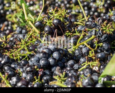 Europa, Frankreich, Vaucluse, Provence, Goult, Côtes du Ventoux' und Côtes du Luberon. Cave de Lumières Weinproduzenten. Ein Insekt, das auf den Trauben kriecht. Stockfoto