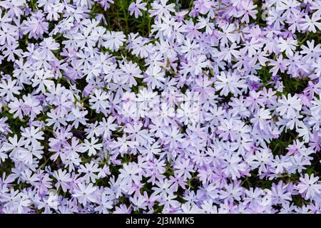 Violette Moosphlox. Subulata Blumen Hintergrund. Hellviolette Phlox-Blüten. Draufsicht Stockfoto