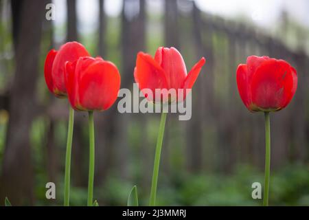 Rote Tulpen im Garten. Details der ländlichen Schönheit. Blumen auf dem Hintergrund des Zauns. Natürlicher Hintergrund. Stockfoto