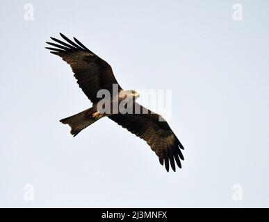 Schwarze Drachen steigen lassen Stockfoto