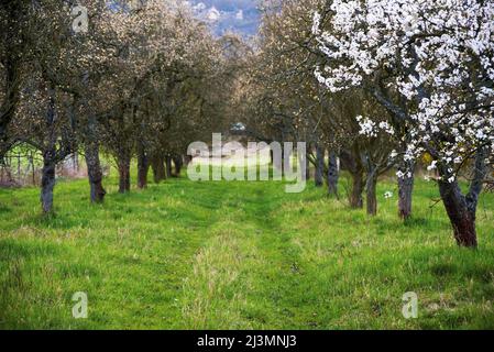 Apfelbaum in Blüte im Obstgarten Stockfoto