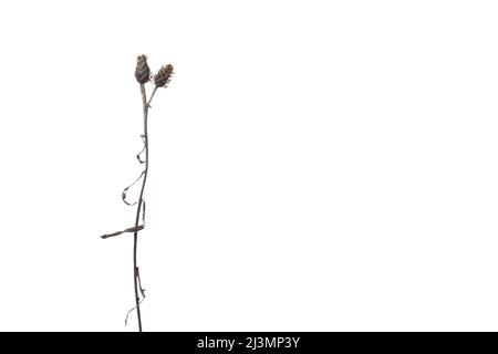 Gepresste und getrocknete Blume auf weißem Hintergrund Stockfoto