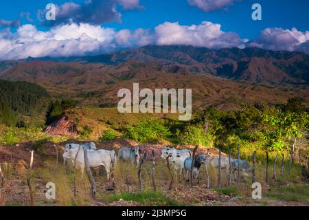 Panamalandschaft mit Kühen in offener Berglandschaft das Innere der Provinz Cocle, Republik Panama, Mittelamerika. Stockfoto