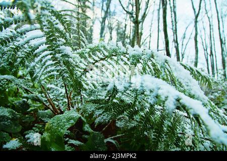 Früher Schnee. Die Herbstdickichte der Farne sind mit Schnee bedeckt, der für den südlichen, subtropischen Wald unerwartet ist Stockfoto