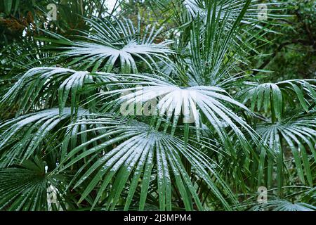 Subtropischer Wald mit einer Fächerpalme im Schnee. Holzig-grasbewachsenes Unterholz Stockfoto