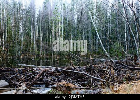 Upgrade-Stream Seite des Biberdamms, Beavers dämpfte den Bach im Spätherbst nach Regen Stockfoto