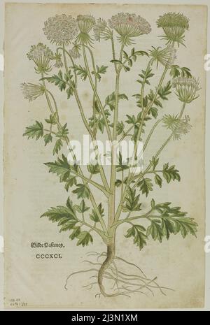 Blatt aus dem Neuen Kreuterbuch von Leonhart Fuchs, Tafel 97 aus Holzschnitten aus Büchern des XVI. Jahrhunderts, 1543, zusammengestellt in Mappe 1937. Stockfoto