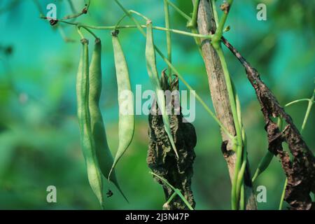 Grüne Bohnen werden in einem kleinen Garten angebaut, während mehrere Bohnen an der Rebe hängen Stockfoto