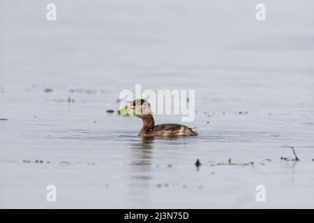 Zwergtaucher (Tachybaptus ruficollis) schwimmen und jagen an einem sonnigen Frühlingstag in einem kleinen Teich Stockfoto