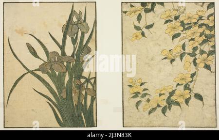 Kerria und Iris, aus dem Bildband "Bilderbuch: Blumen der vier Jahreszeiten (Ehon shiki no hana)", Band 1, Japan, Neujahr, 1801. Stockfoto